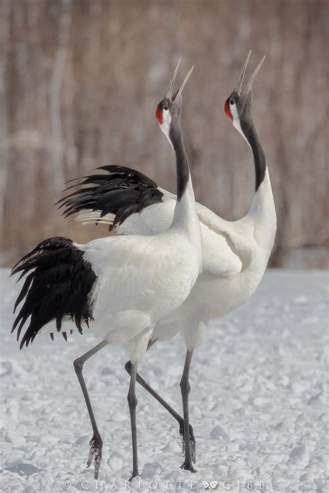 are cranes lucky in china or japan